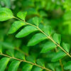 Feuilles de curry, source de notre fer BIO