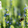 Filière Chia Française